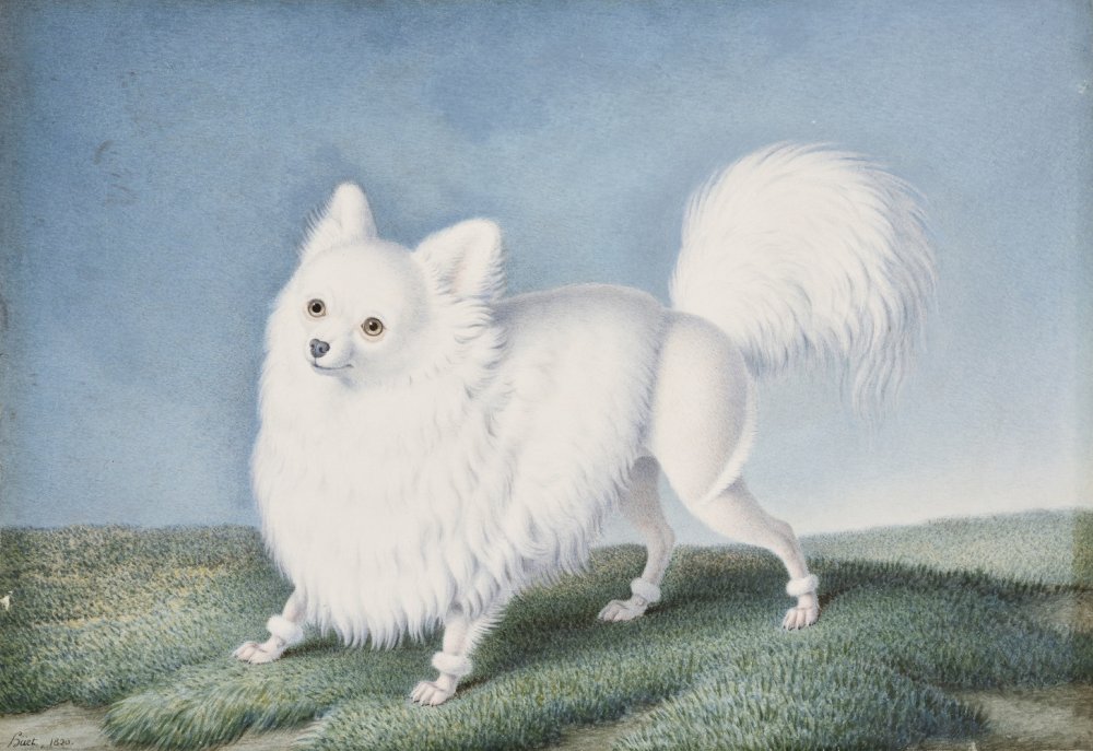 Étude de Spitz nain, ou loulou de Poméranie blanc