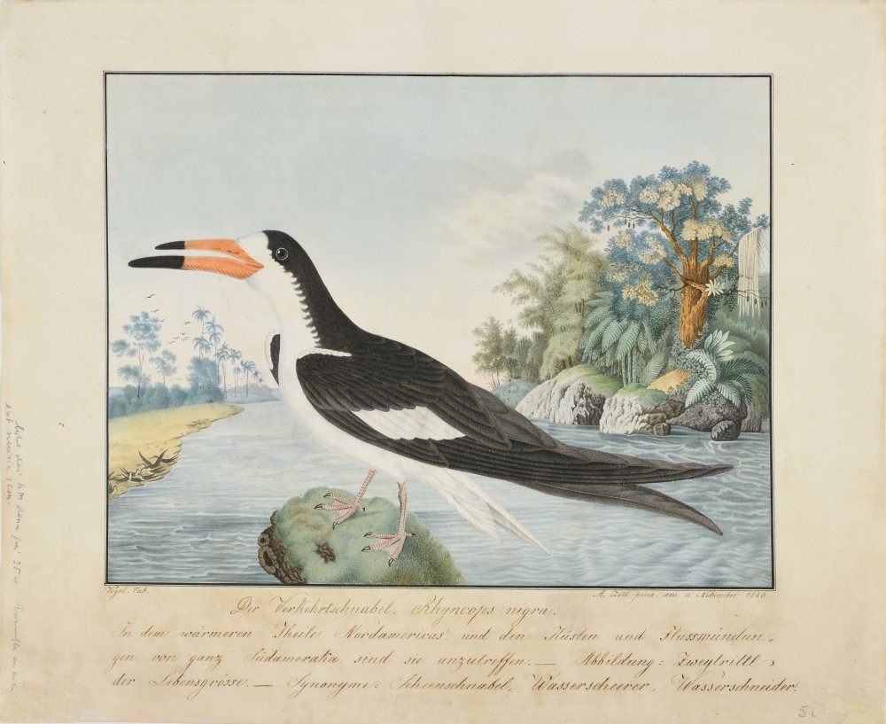 A Black Scissor-bill (Rynchops niger)