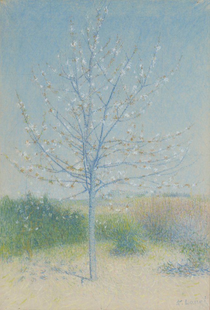 Cailhau, almond tree in bloom